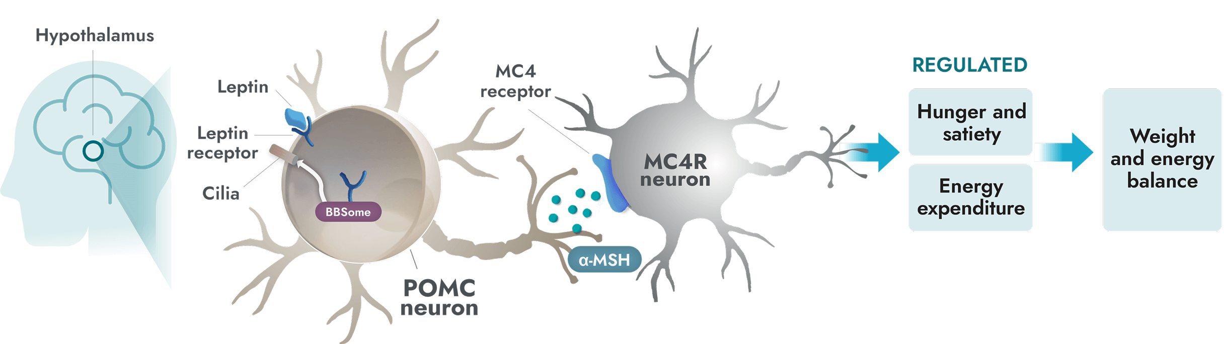 Functional MC4R pathway activity