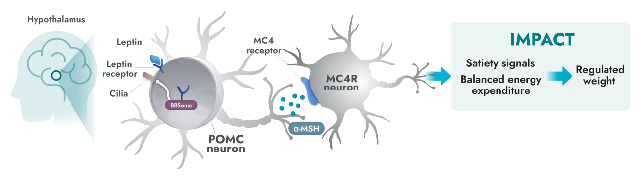 Functional MC4R pathway activity