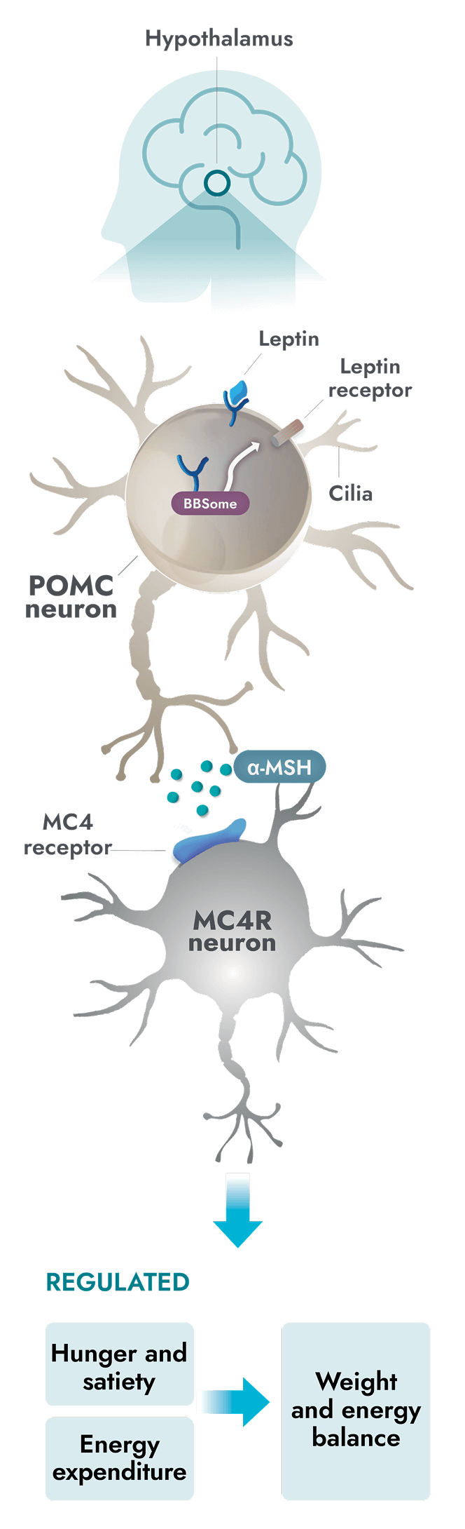 Functional MC4R pathway activity