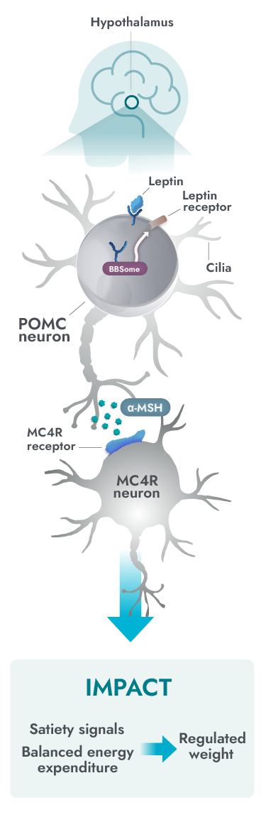 Functional MC4R pathway activity