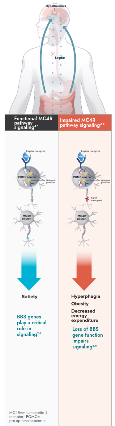 MC4R pathway