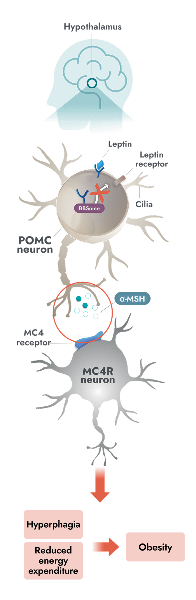 Impaired MC4R pathway activity