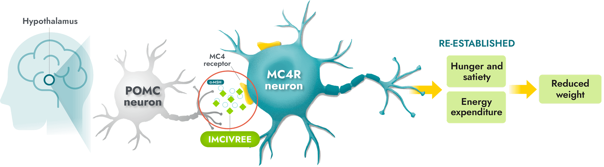 Re-establish MC4R pathway activity