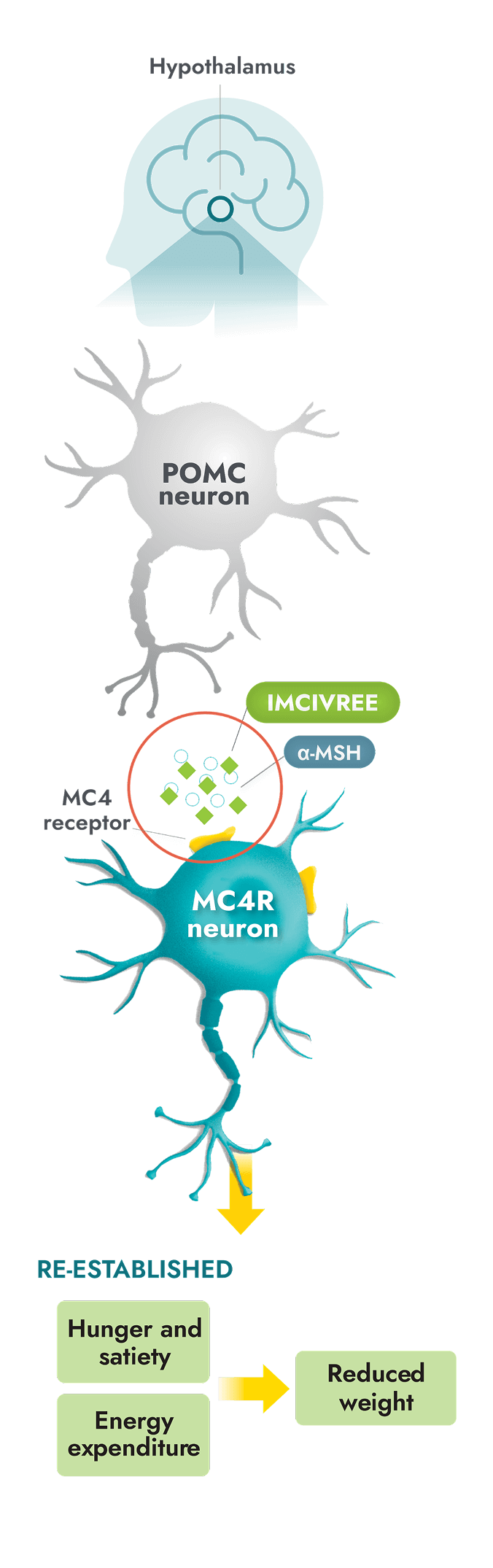 Re-establish MC4R pathway activity
