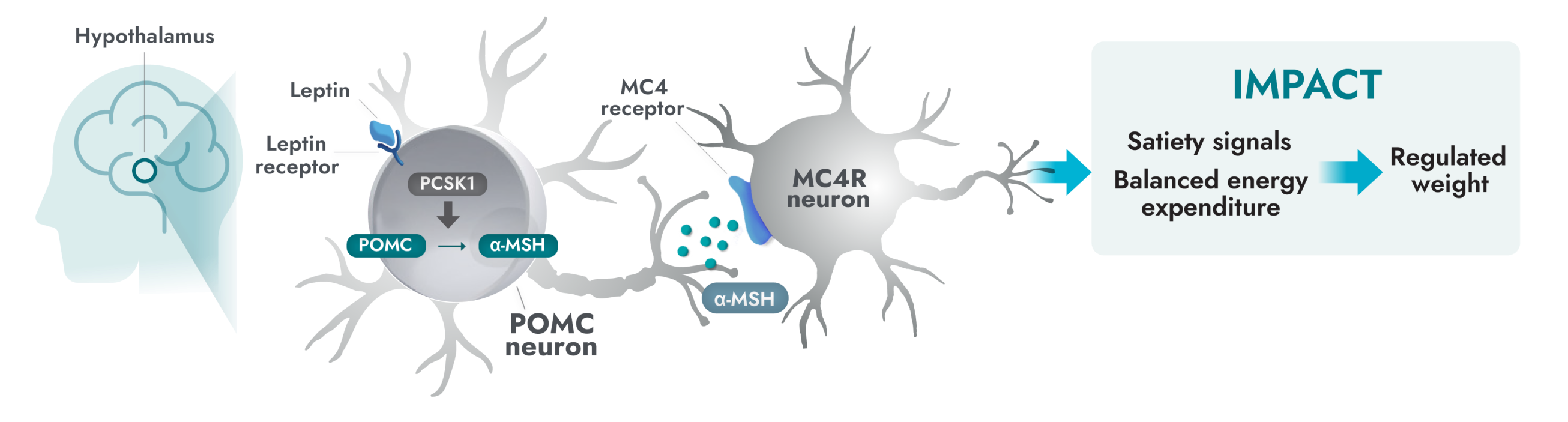 Functional MC4R pathway activity