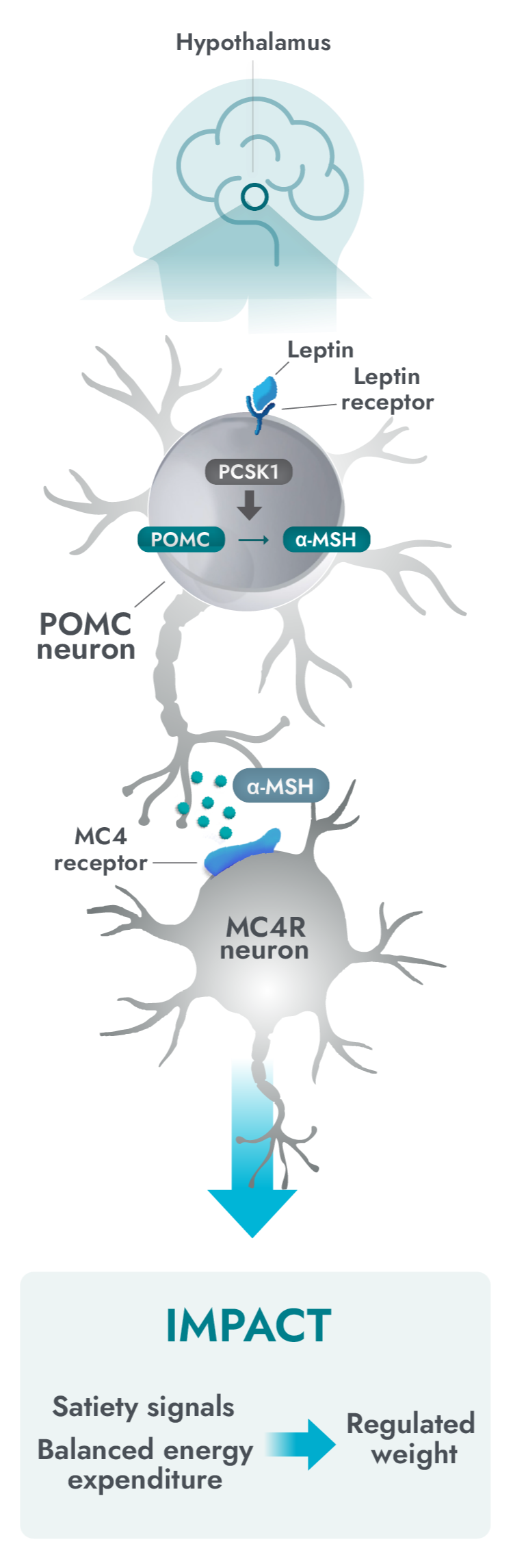 Functional MC4R pathway activity