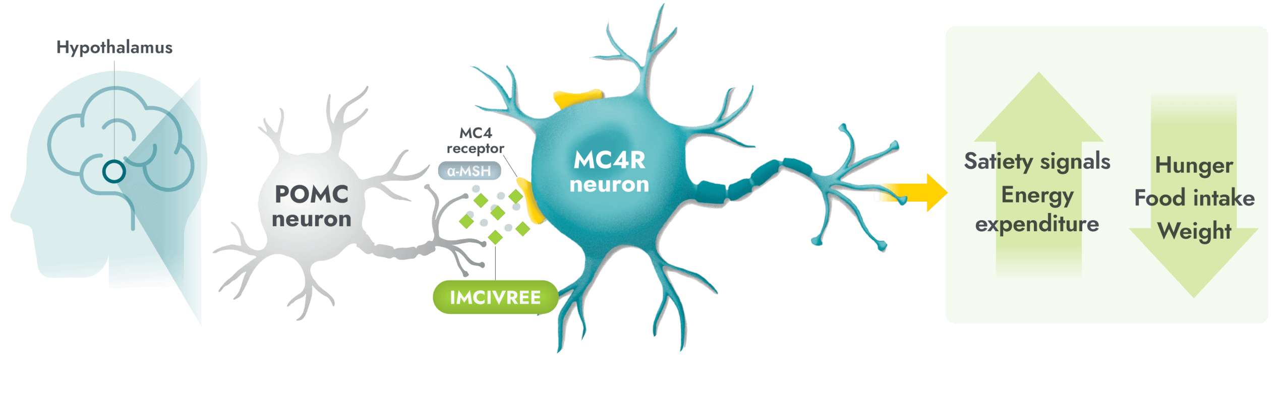 MC4R Pathway with IMCIVREE