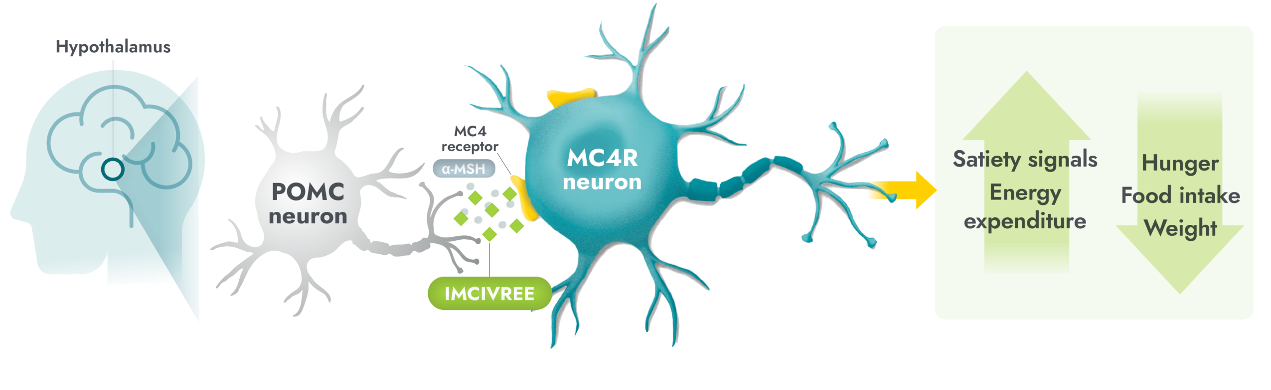 IMCIVREE activates the MC4 receptor in the MC4R pathway