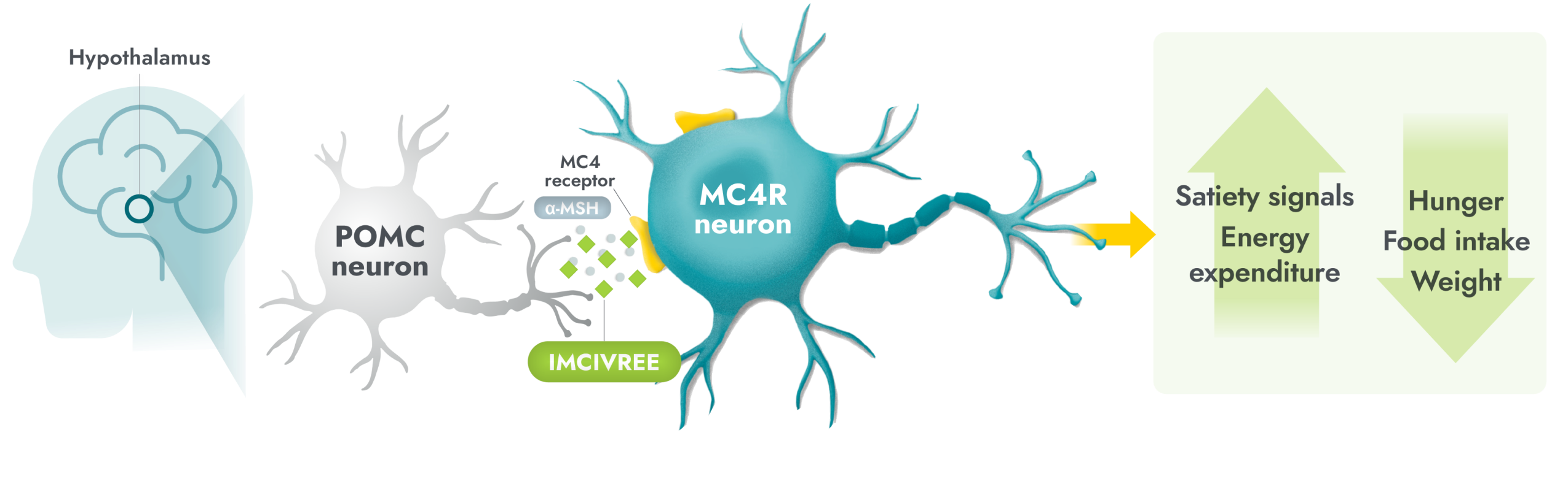 MC4R Pathway with IMCIVREE