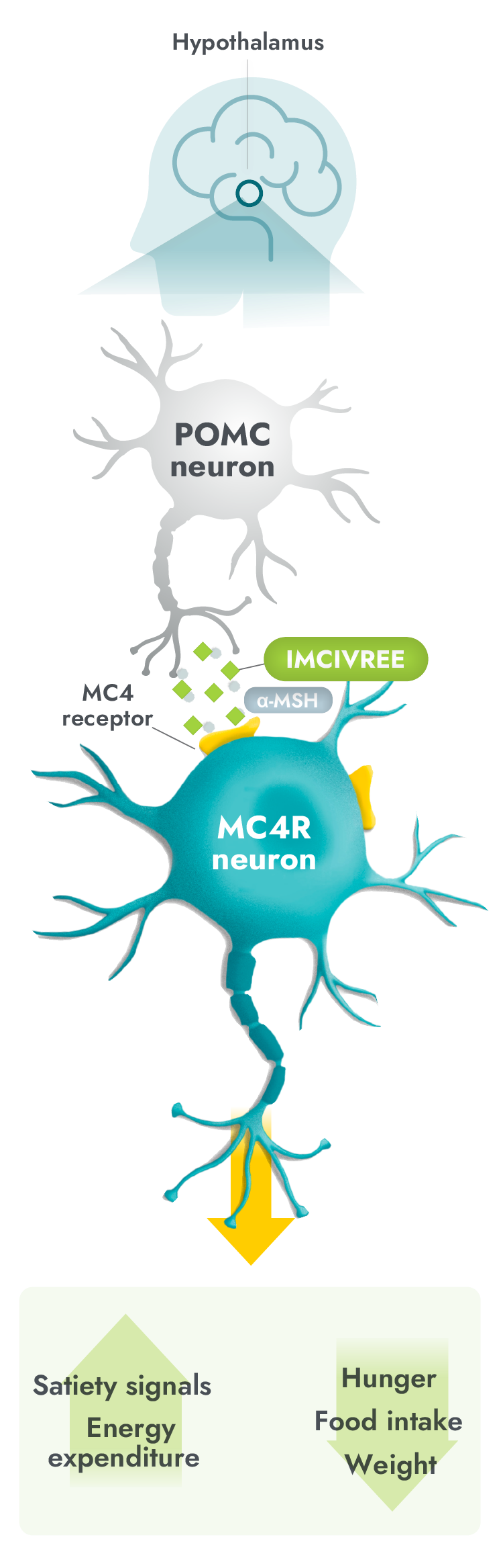 IMCIVREE activates the MC4 receptor in the MC4R pathway