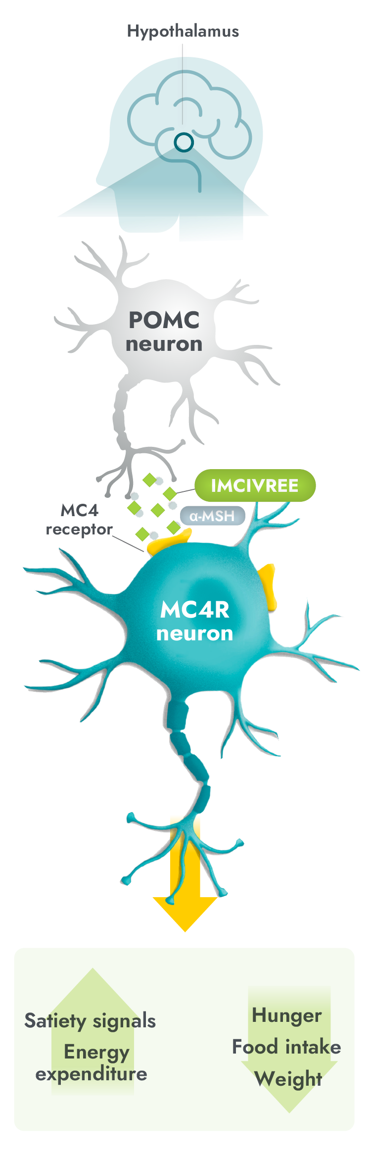 MC4R Pathway with IMCIVREE