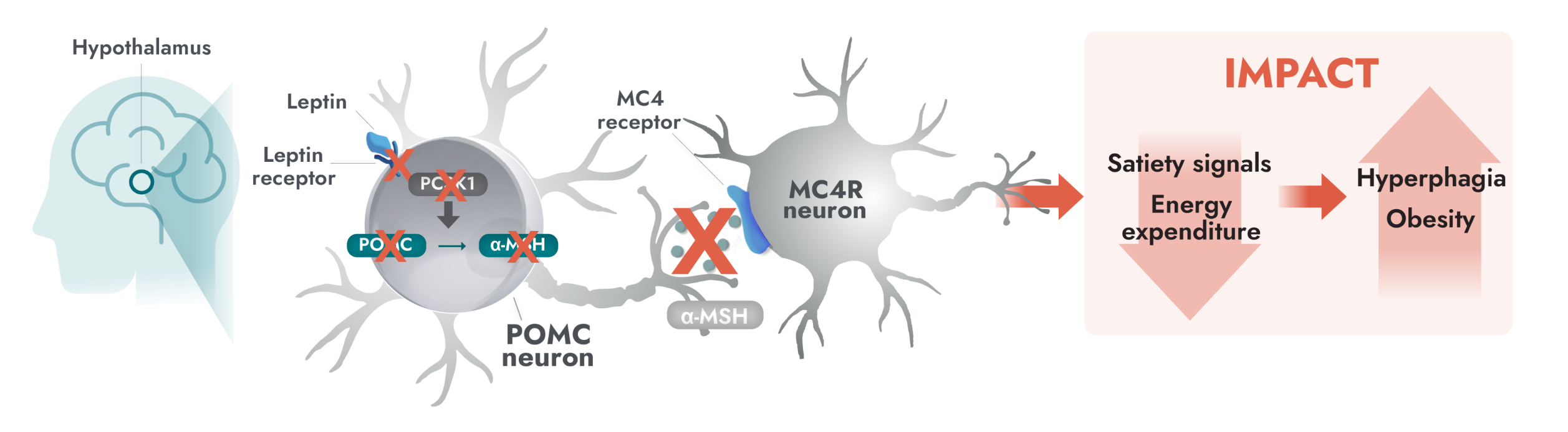 Impaired MC4R pathway activity