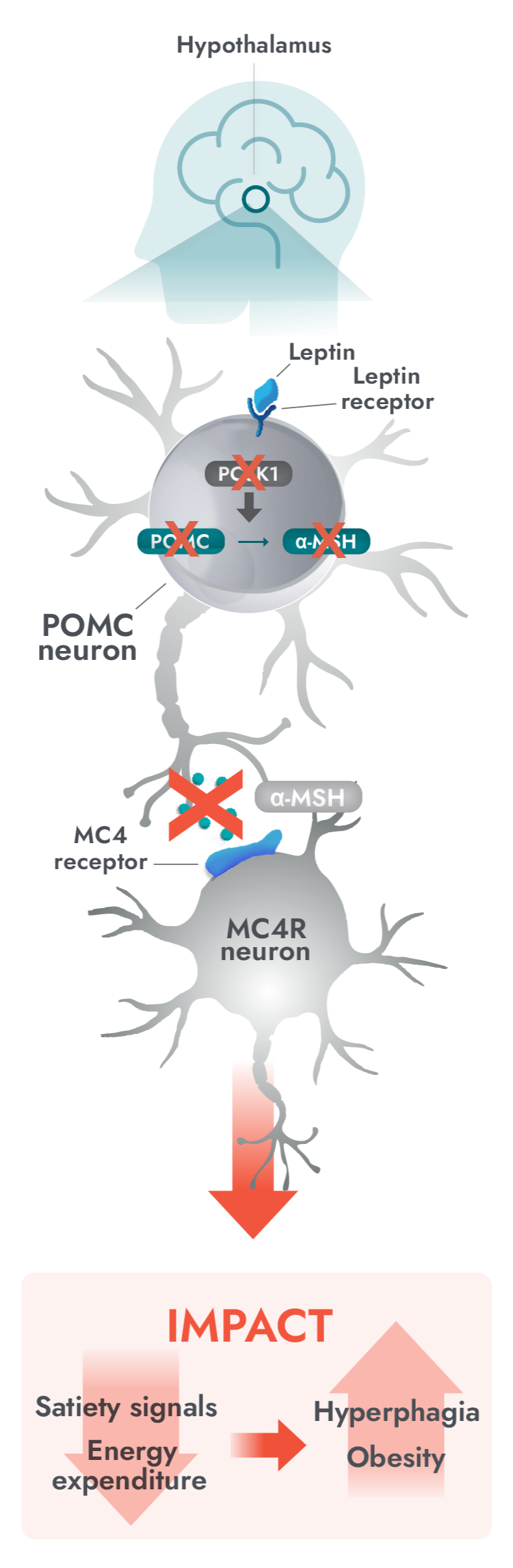 Impaired MC4R pathway activity